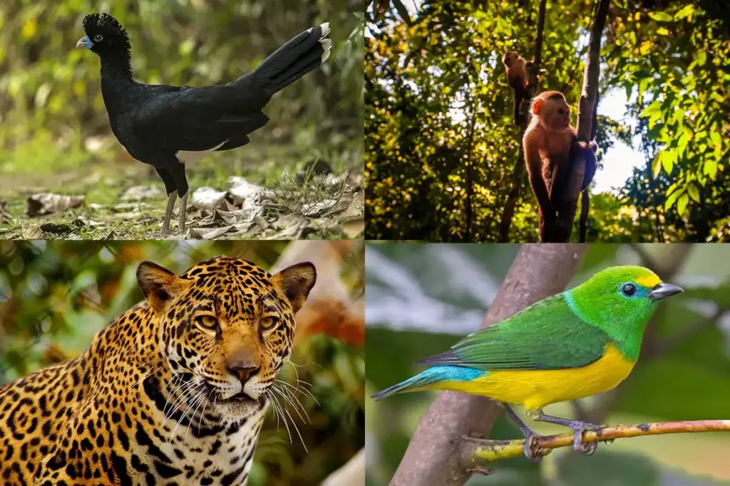 fauna de la sierra nevada de santa marta