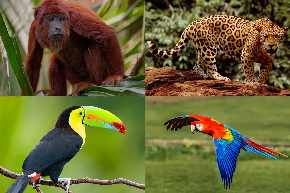 fauna del parque tayrona